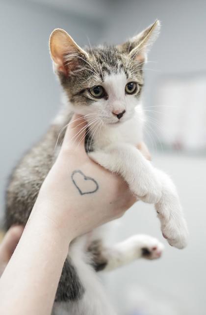 Adopt