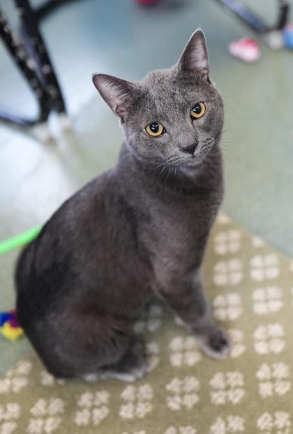 Adopt