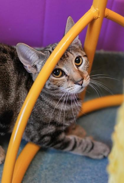 Adopt