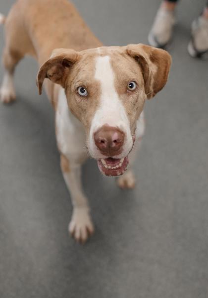 Adopt