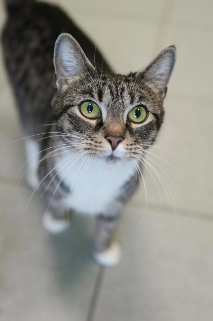 Adopt