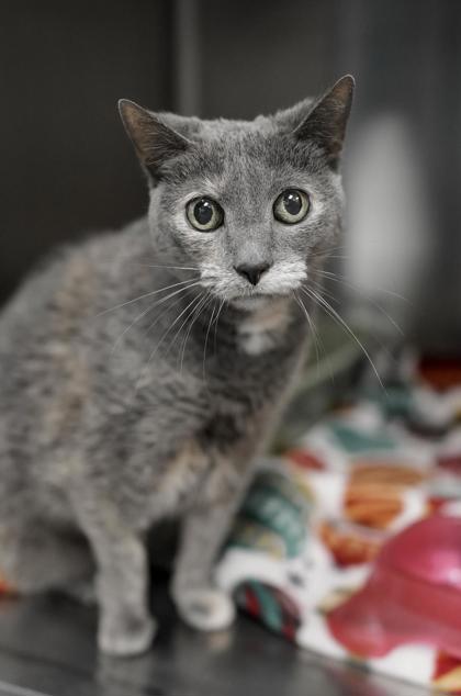 Adopt